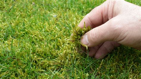 How To Get Rid Of Moss In Lawns Top Tips From The Experts Homebuilding