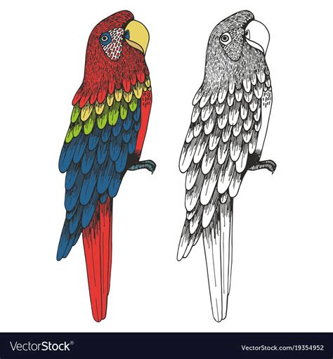 A Parrot Hand Drawing Royalty Free Vector Image