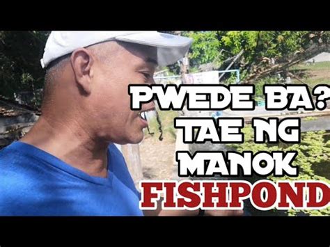 PWEDE BA ANG TAE NG MANOK PAGKAIN SA TILAPIA YouTube