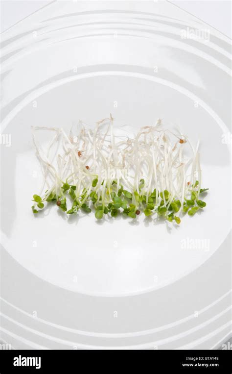 Plate Of Broccoli Sprouts Stock Photo Alamy