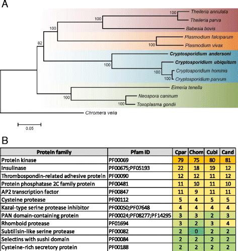 Genomic Features And Phylogenetic Relationship Of Cryptosporidium Spp