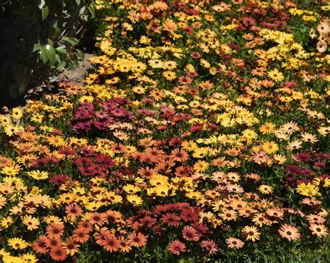 春の花一覧 エム・アンド・ビー・フローラ