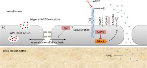 Angiopoietin Signaling At The Tie2 Receptor Angiopoietin 1 Ang1 Is