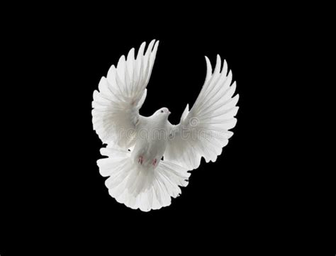 White Dove Flying Stock Image Image Of Animals Peace 121515875