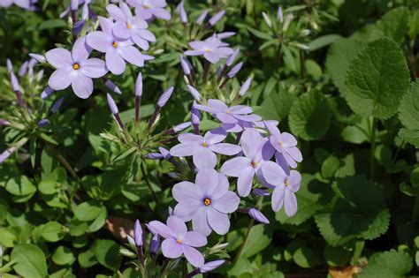 File:Creeping Phlox Phlox stolonifera Flowers 3008px.jpg - Wikimedia ...