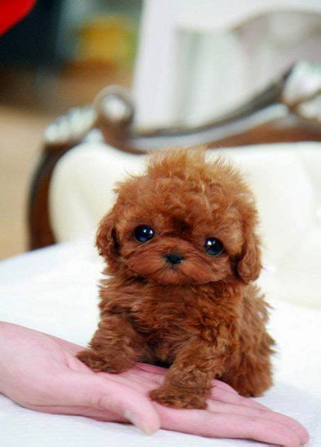 Cute Overload: Top 5 Sweetest Teacup puppies