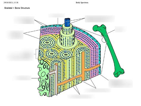 Long Bone Structure Diagram Quizlet