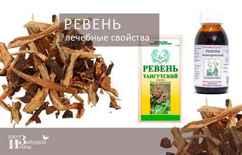 Ревень Польза и вред рецепты фото Корень ревеня Блог Ирины Зайцевой