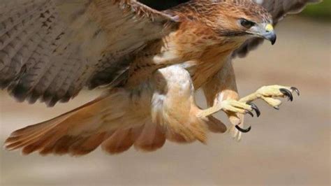 What Do Hawks Eat | Hawks Feeding behavior and Diet