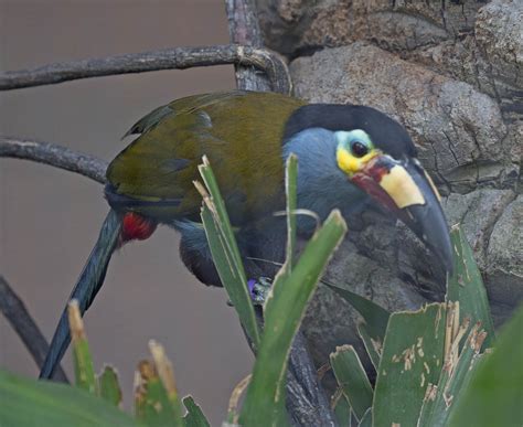 pictures  information  plate billed mountain toucan