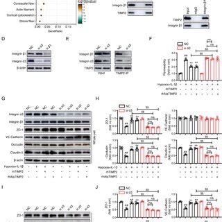 TIMP2 interacts with integrin α3β1 to regulate the EC barrier in vitro