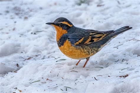 Birds Similar To Painted Buntings