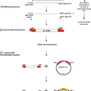 Schematic Representation Of The CDNA Library Construction Method