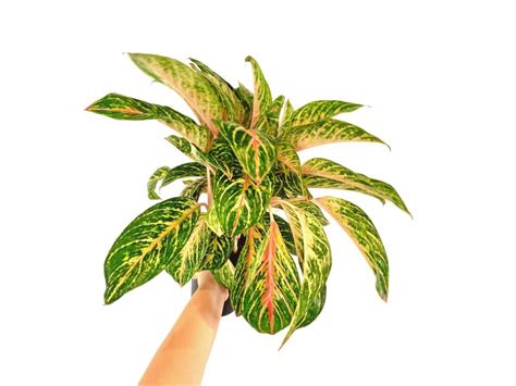 Aglaonema - KytkaSem