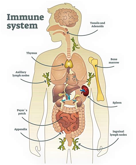 Human Immune System Anatomy Download - Etsy