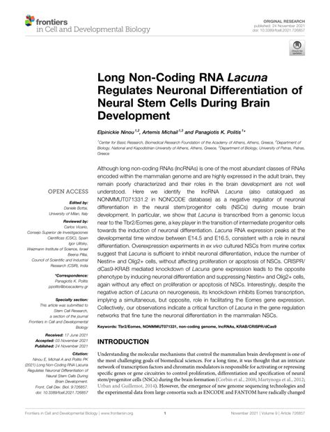 PDF Long Non Coding RNA Lacuna Regulates Neuronal Differentiation Of