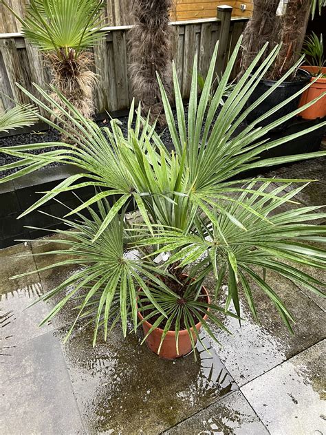 Trachycarpus Princeps X Wagnerianus F Large Plant Gilian Plants