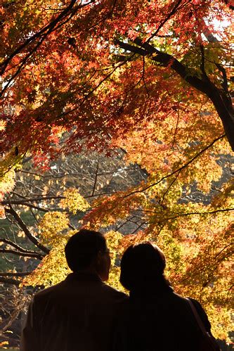 Red Leaves Couple Map Mrhayata Flickr