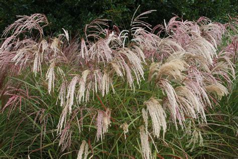 Miscanthus Sinensis Kaskade Ballyrobert Gardens