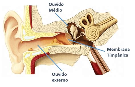 Imagem De Um Tímpano Perfurado - Tímpano Perfurado: causas, diagnóstico e tratamento