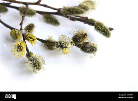 Pussy Willow Branches Background Close Up Willow Twigs With Catkins Spring Easter Pussy