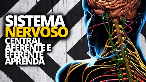 Sistema Nervoso Central Aferente E Eferente Youtube