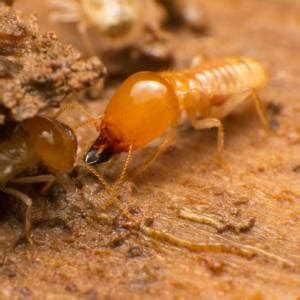 Termites Pest Id Horn Pest Management