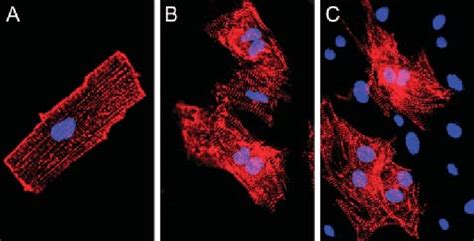 Cardiomyocytes Of Adult Hearts From Mouse In Cell Culture A