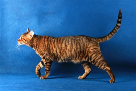 Toyger Cat Breed Profile - Cat-World