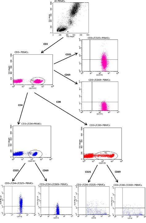 Figure 2 From The Expression Of Activation Markers CD25 And CD69