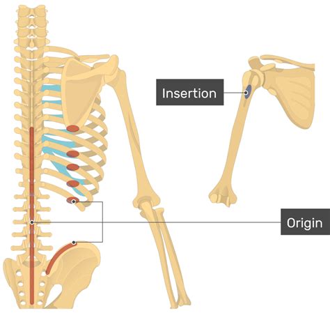 Latissimus Dorsi Muscle