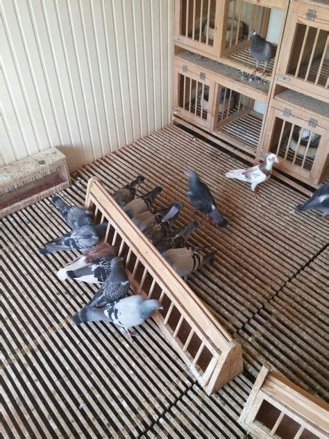 170 Pigeon Lofts Ideas In 2021 Pigeon Loft Pigeon Pigeon Loft Design