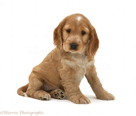 Dog: Golden Cocker Spaniel pup photo WP10149