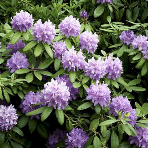 15 Popular Varieties of Rhododendron & Care Tips | Flower Glossary