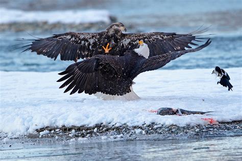 Alaska Bald Eagles Workshops Gallery