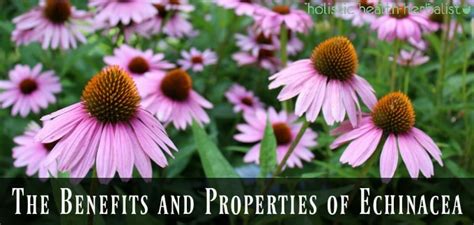 The Benefits And Properties Of Echinacea Holistic Health Herbalist