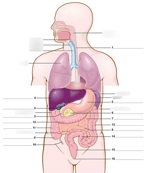 Med Term Ch 5 6 GI Tract A Diagram Quizlet