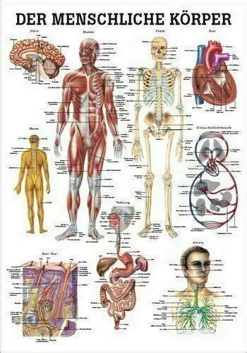 RUEDIGER ANATOMIE MIPO 52lam Le Corps Humain Tableau 24 Cm X 34 Cm