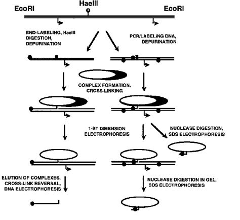 Experimental approach for cross-linking and analysis of the ...