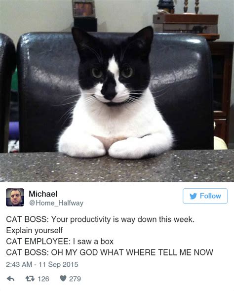 15 Funny Tweets About Cats Bored Panda