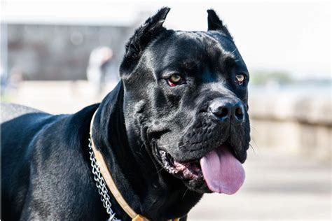 Cane Corso Todo Sobre El Mastín Italiano Vida De Mascota