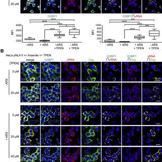 Hiv Nc Znf Mutants Reverse The Hiv Sg Blockade And Induce Vrna