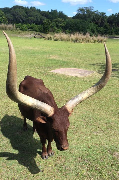 Watusi on the Range Go Long Horns Stock Image - Image of hollow, range ...