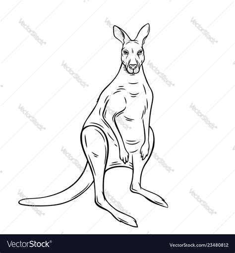 Kangaroo outline Royalty Free Vector Image - VectorStock