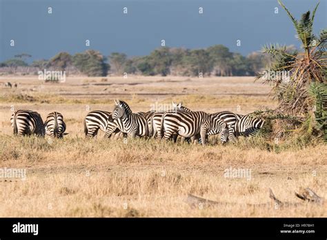 A herd of Common or Plains Zebra Stock Photo - Alamy