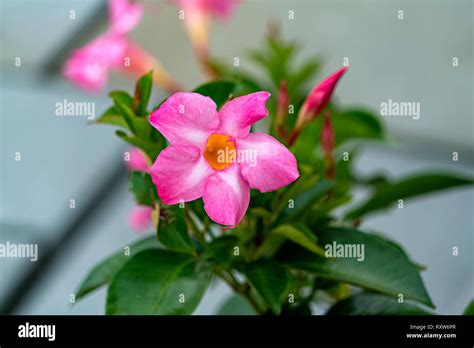 Red Pink Petals Hi Res Stock Photography And Images Alamy