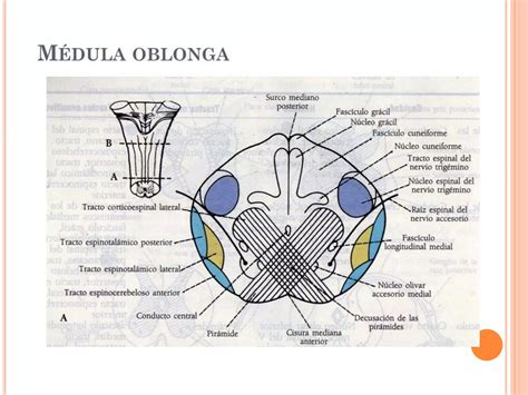 M Dula Oblongada Pr Ctica Ppt