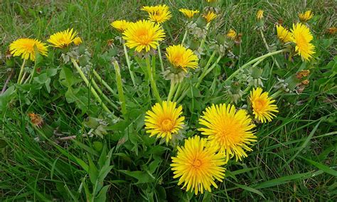 Löwenzahn Blatt roh Gewöhnlicher Pusteblume de