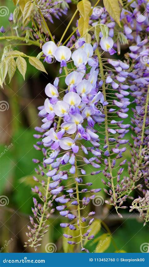 Chinese Wisteria Wisteria Blooming In Summer Garden Wisteria