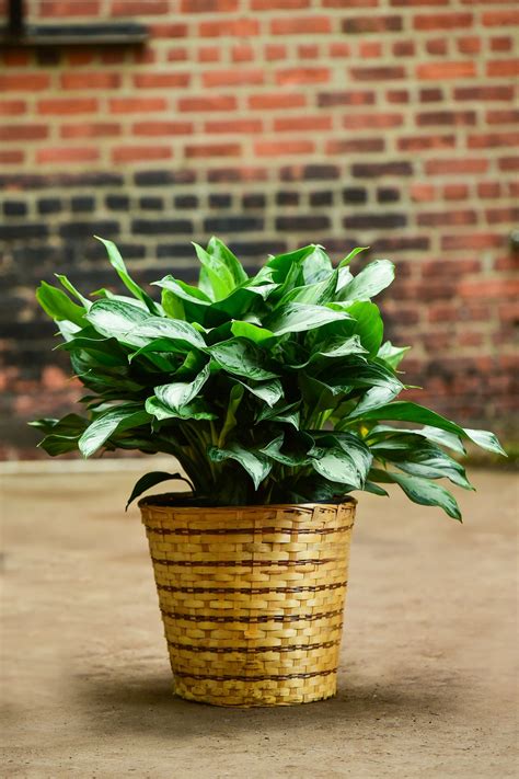 Chinese Evergreen – Interior Foliage Design